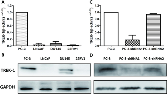 TREK-1 expression profiles in human PCa cell lines and TREK-1 knockdown PC-3 cells.