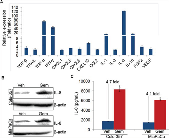 Gemcitabine induces IL-8 expression in pancreatic cancer cells.