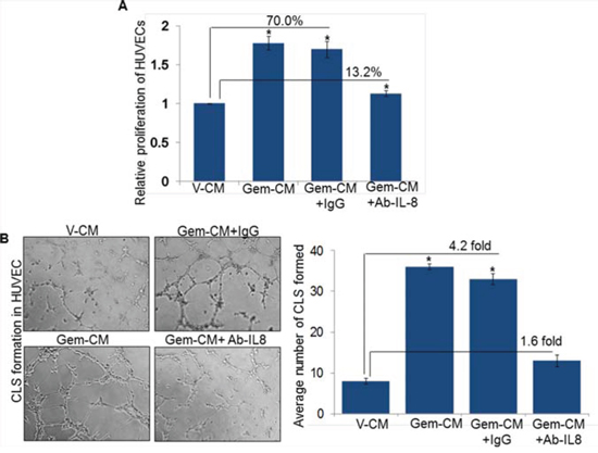 Neutralization of IL-8 abolishes Gem-CM-induced HUVEC proliferation and CLS formation.