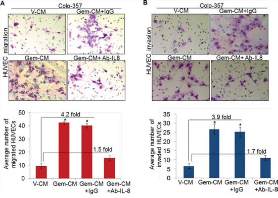 Depletion of IL-8 in Gem-CM decreases motility and invasiveness of HUVEC.