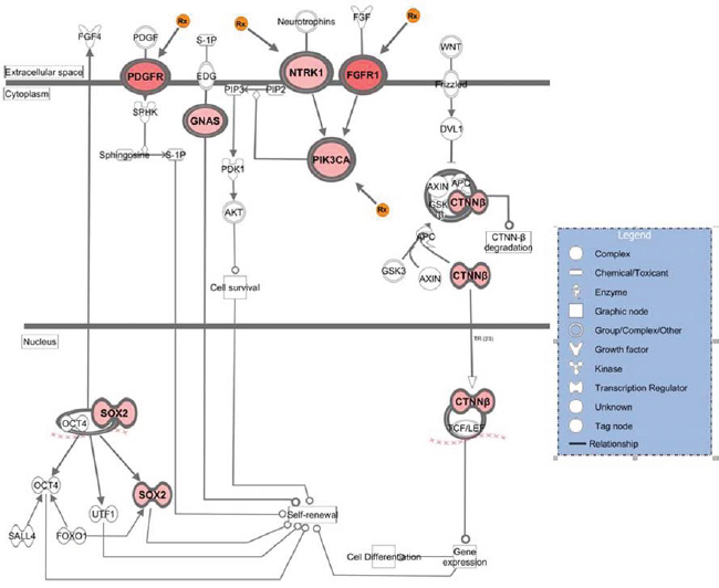 Genes that showed high-level amplification in the breast metastatic brain tumors that map to the stem cell pluripotency pathway.