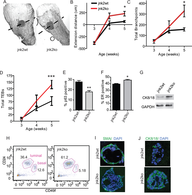 Absence of JNK2 accelerates pubertal mammary development and alters mammary cell differentiation.