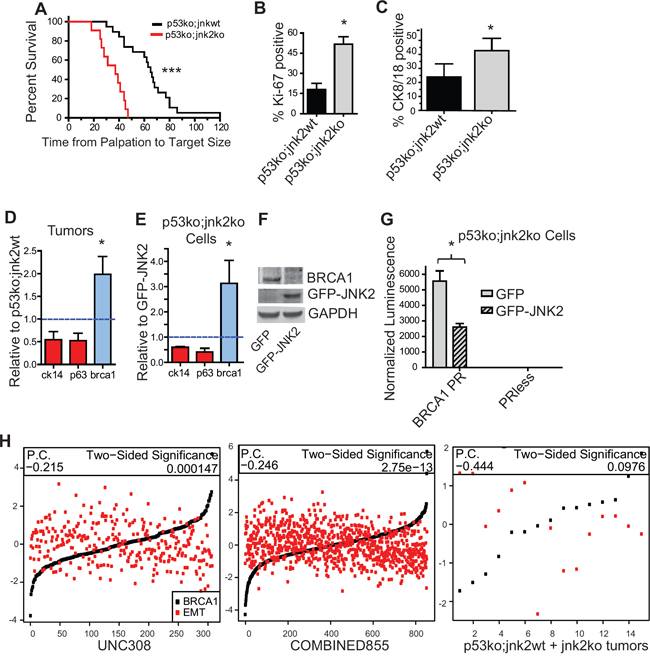 Absence of jnk2 increases the luminal cell population and BRCA1 expression in p53ko tumors.