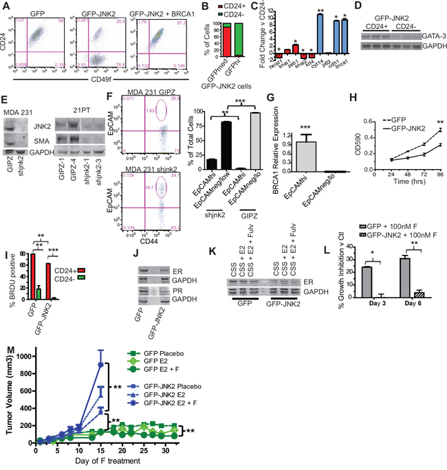 JNK2 increases putative tumor initiating cells and inhibits ER expression in p53ko mouse and mutant p53-expressing human cells.