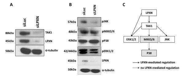 P38 is not involved in LPXN-mediated signaling.