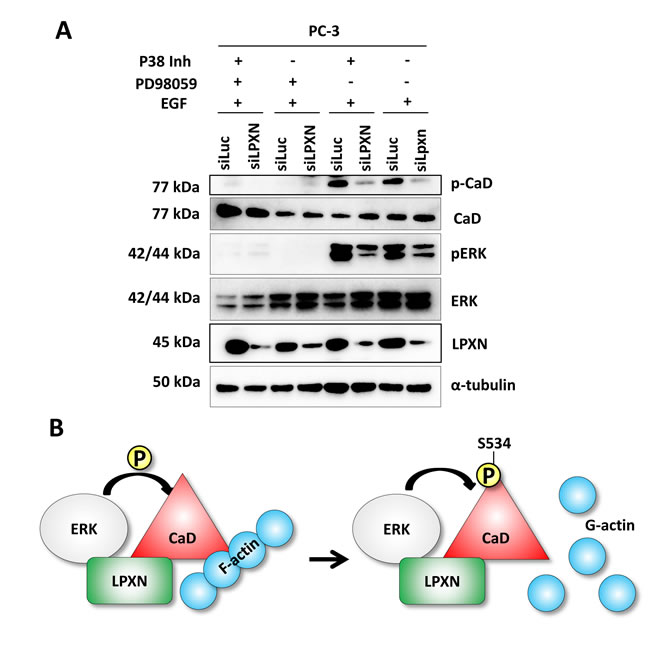 LPXN mediates CaD phosphorylation through interaction with ERK.