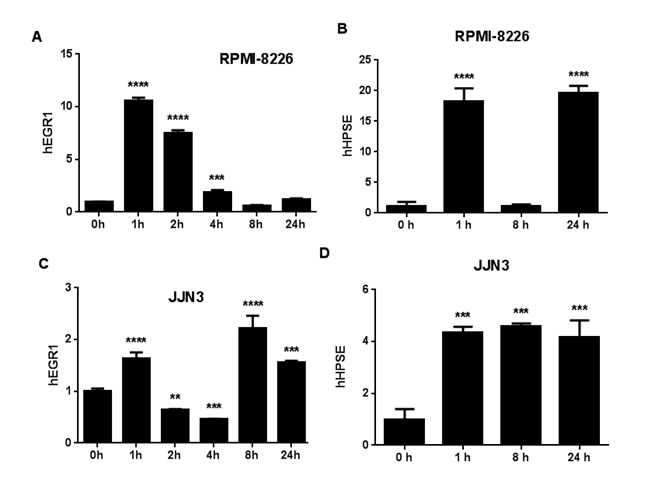 FGF23 regulates MM gene expression.