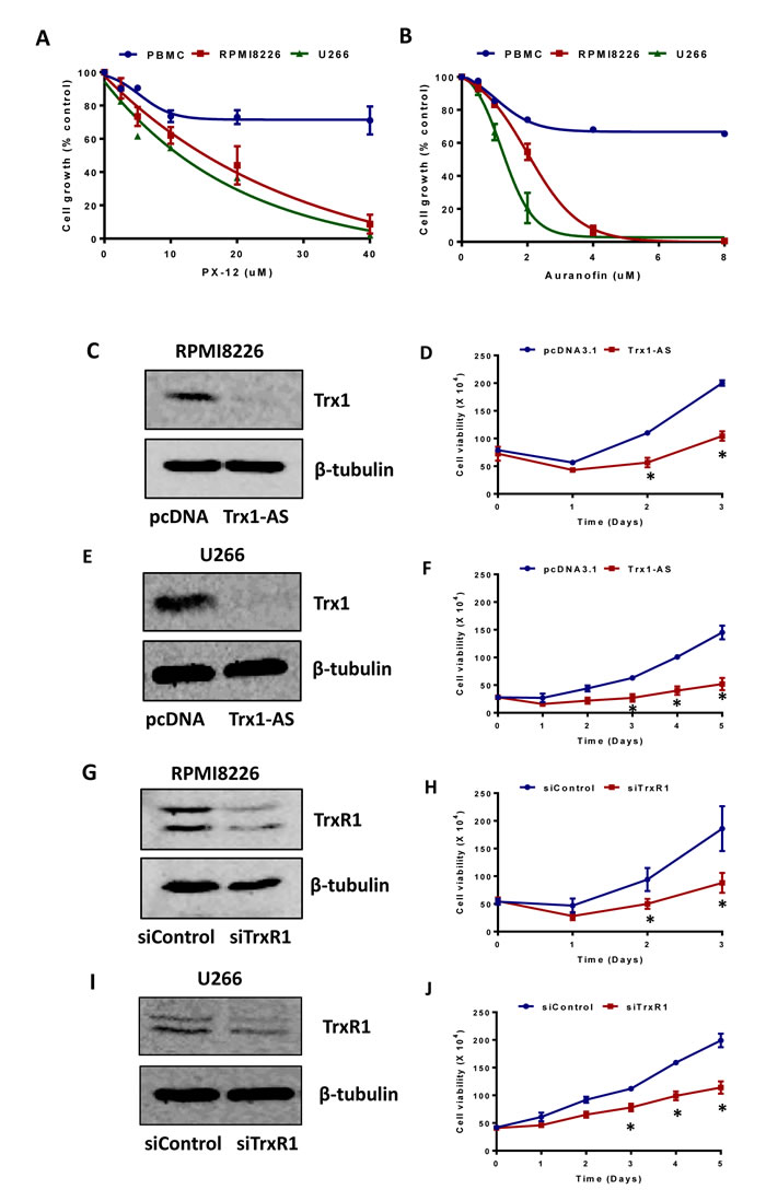 Inhibition of Trx1 and TrxR1 reduces myeloma cell proliferation and viability.