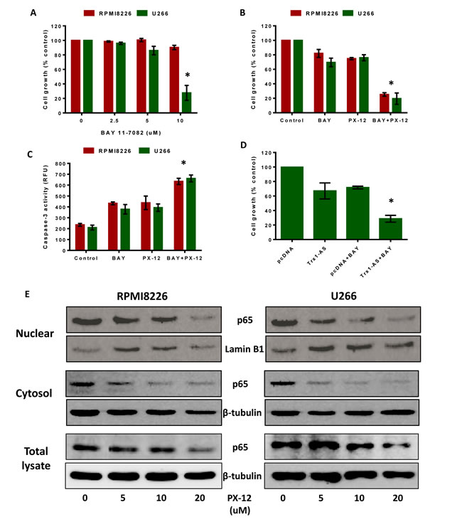 Trx1 inhibition sensitizes myeloma cells to NF-&#x43a;&#x3b2; inhibitors and decreases NF-&#x43a;&#x3b2; p65 protein expression.