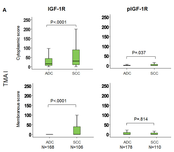 Increased expression of IGF-1R and phospho-IGF-1R in SCC compared to ADC.