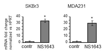 NS1643 increases p21 mRNA level.