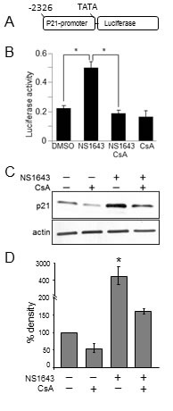 Cyclosporine-A inhibits NS1643-dependent stimulation of p21 induction.