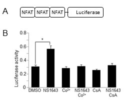 NS1643 stimulates NFAT-dependent gene induction.