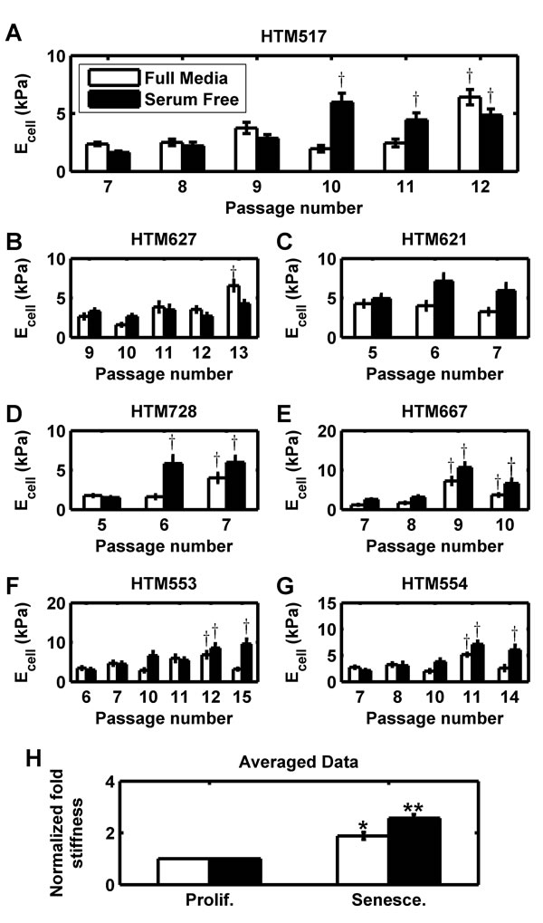 Intrinsic stiffness of HTM cells is increased in senescent populations.