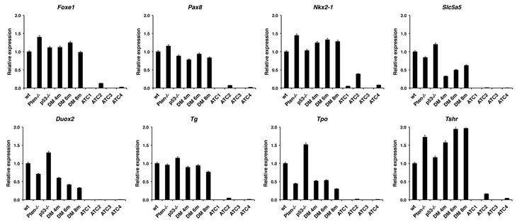 Expression profiling by real-time PCR of a panel of thyroid differentiation markers using thyroid pools from 4-month old control and single mutant mice, ATC-free, progressively older (4, 6, 8 months) double mutants, and histologically confirmed ATCs from 8- to 9-month old double mutants.