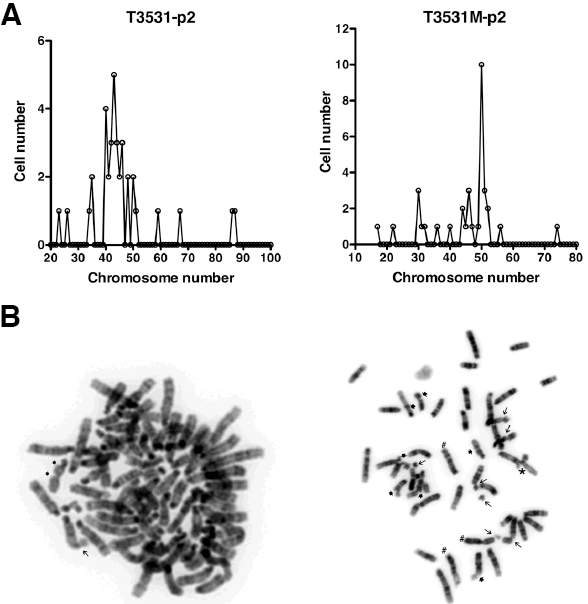 Mouse ATCs display chromosomal instability and aneuploidy.