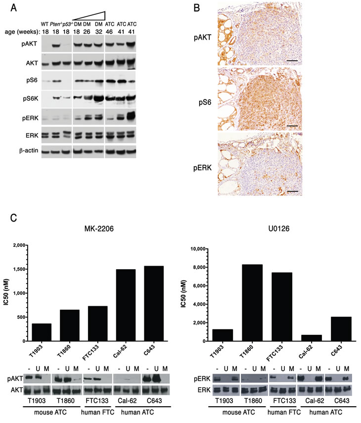 ATCs are addicted to driver gene signaling.