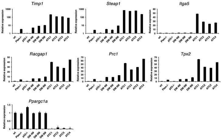 Real-time PCR validation of a panel of genes differentially regulated in both mouse and human ATCs in 4-month old control and single mutant mice, ATC-free, progressively older (4, 6, 8 months) double mutants, and histologically confirmed ATCs from 8- to 9-month old double mutants.