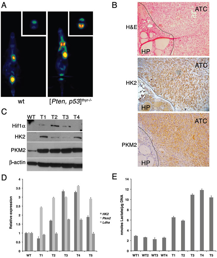 Mouse ATCs undergo a glycolytic switch (Warburg effect).