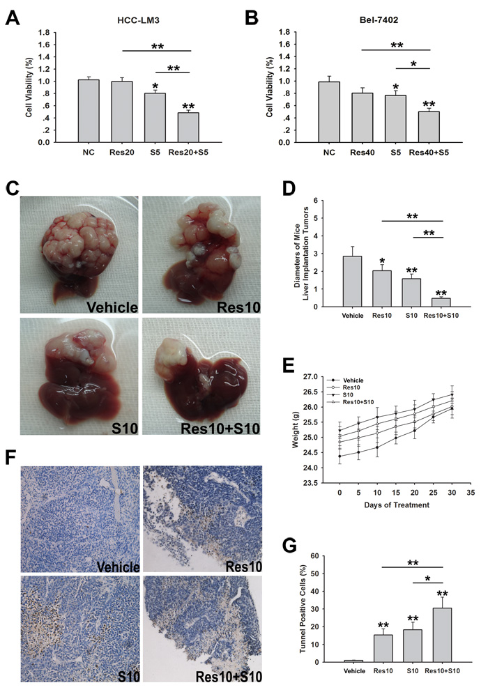 Resveratrol increases sorafenib induced cell growth inhibition in both sorafenib-resistant HCC cells and nude mice bearing liver orthotopic tumor.