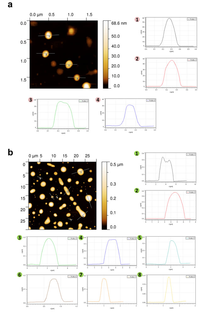 AFM imaging based characterization of EVs isolated by OptiPrep
