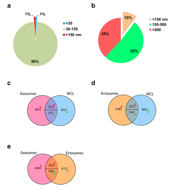 Vesicle size distribution and Venn diagram of total and differentially abundant proteins in exosomes, ectosomes and WCL.