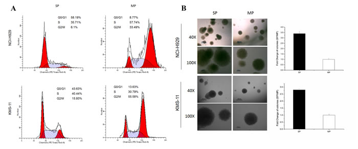 SP cells possess stem cell properties.