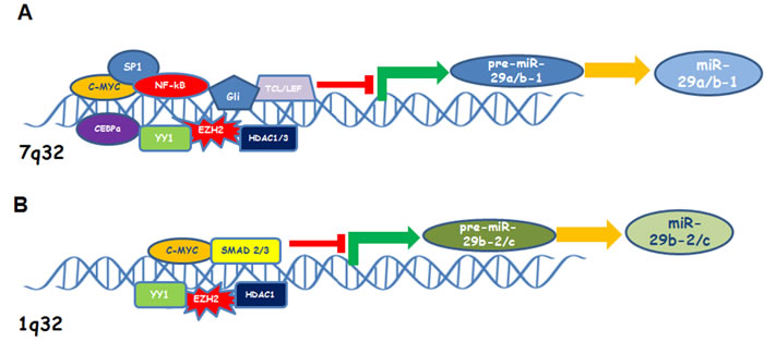 Cartoon showing the most relevant transcription factors and co-factors that inhibit miR-29 a/b-1