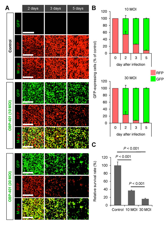 OBP-401 labels soft tissue sarcoma cell line HT1080-RFP with GFP and then kills them