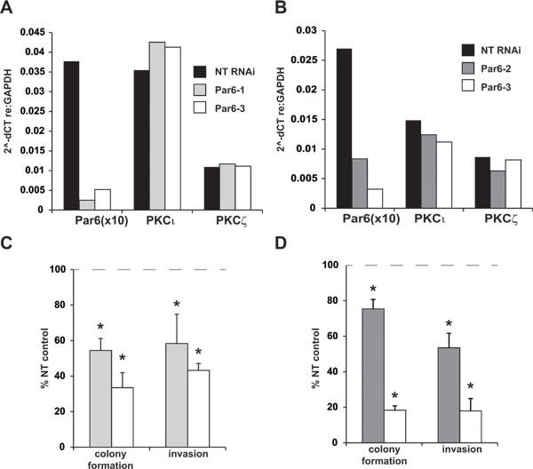 Par6 knockdown phenocopies the effect of aPKC knockdown on pancreatic cancer cell transformed growth and invasion.