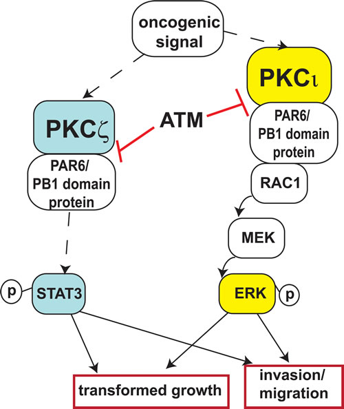 Summary of ATM-mediated inhibition of aPKC signaling.