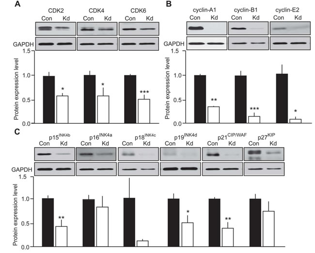 Evaluation of the effect of CDK5 activity on cell cycle protein expression in human MTC cells.