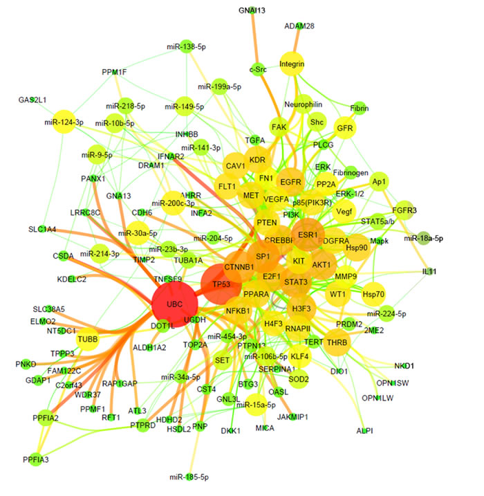 miRNA-target network of ccRCC.