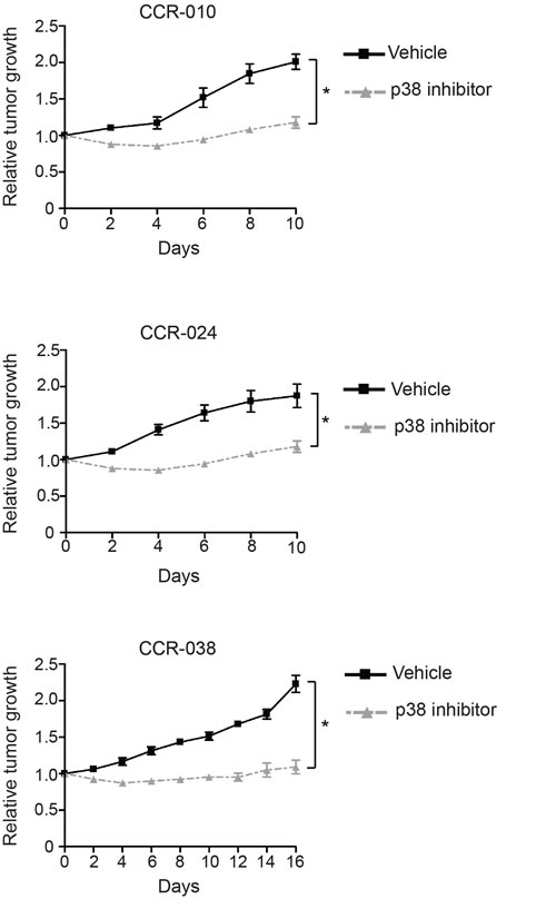 Tumor growth in PDXs treated with vehicle or p38 MAPK inhibitor.