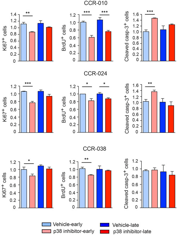 Proliferation and apoptosis in PDXs treated with vehicle or p38 MAPK inhibitor.