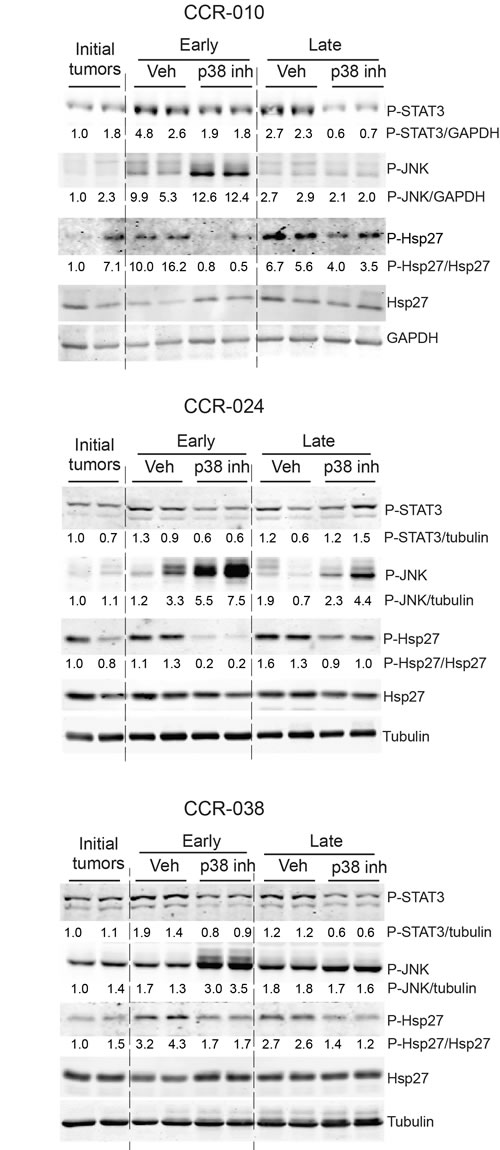 Activation of selected signaling pathways in PDXs treated with p38 MAPK inhibitor.