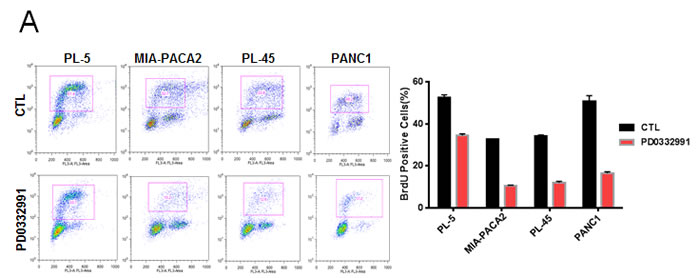 CDK4/6 inhibition yields modest efficacy in established models of PDA: A.