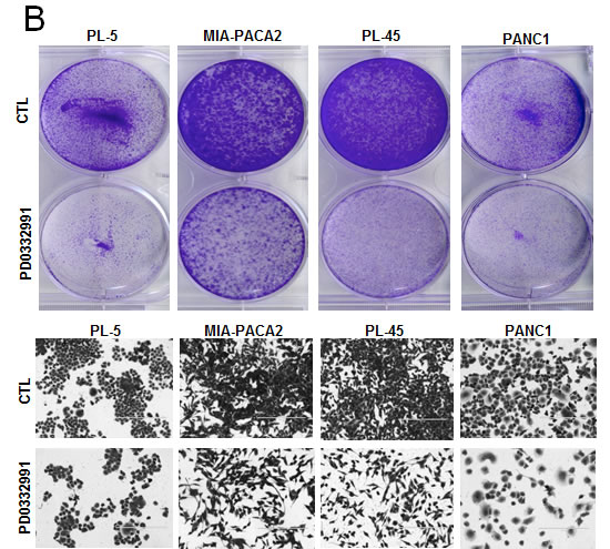 fig1b