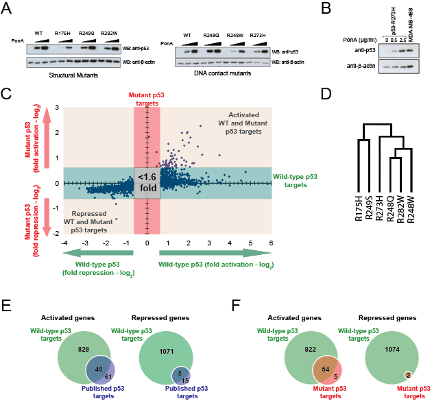 Expression microarray analysis of inducible wild-type and mutant p53 in H1299 cells.