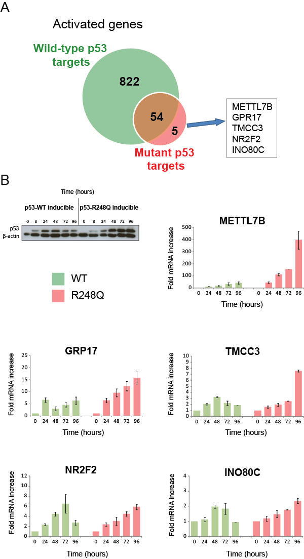 &#8220;Mutant specific&#8221; target genes are also wild-type p53 targets with altered induction kinetics.