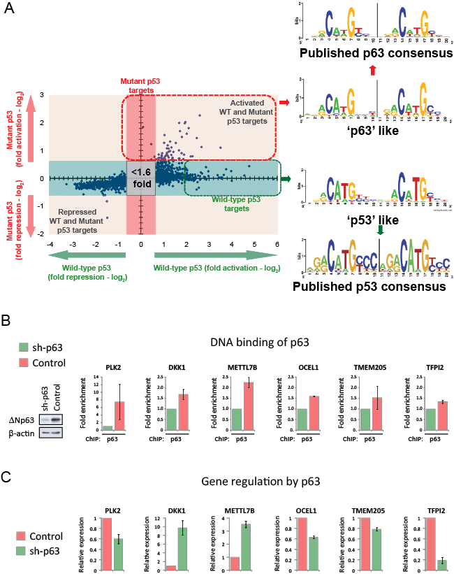 Mutant p53 regulated genes are direct targets of p63.