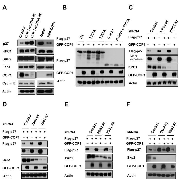 KPC1, Jab1, Pirh2, and SKP2 are not involved in COP1-mediated p27 downregulation.