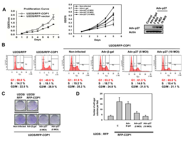 COP1-p27 axis in cell proliferation and transformation.