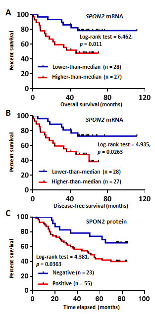 Kaplan-Meier analysis of SPON2 expression in CRC patients based on the Oncomine dataset mining and TMA-IHC analysis.