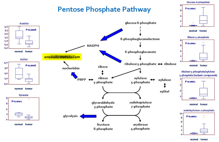 Schematic model summarizing the differences in the pentose phosphate pathway (PPP) between normal and renal tumor cells.