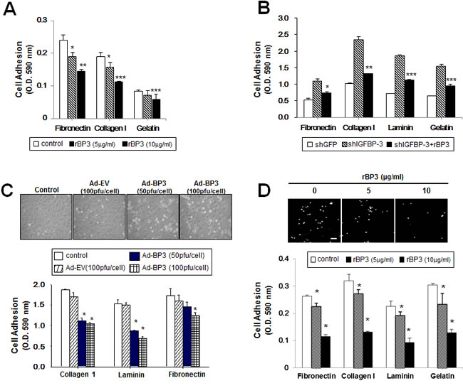 IGFBP-3 inhibits cell-to-matrix adhesion of UMSCC38 cells and HUVECs.