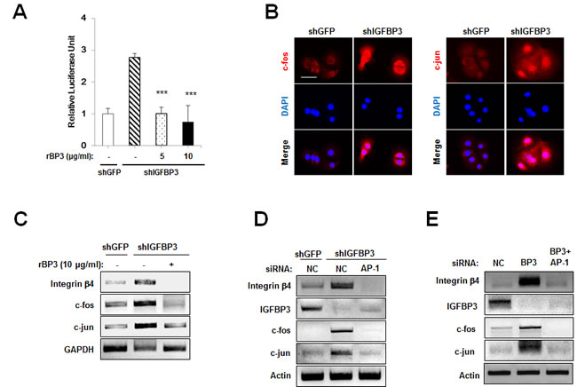 IGFBP-3 reduces integrin &#x3b2;