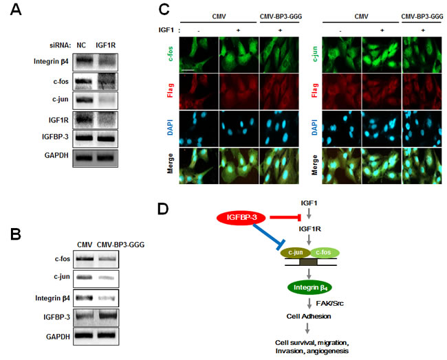 IGFBP-3 inhibits AP-1 transcription in both IGF-dependent and IGF-independent manner.