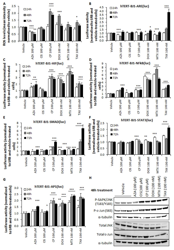 Chemotherapy induces oxidative stress and activates stress signalling pathways in hTERT-BJ1 fibroblasts.