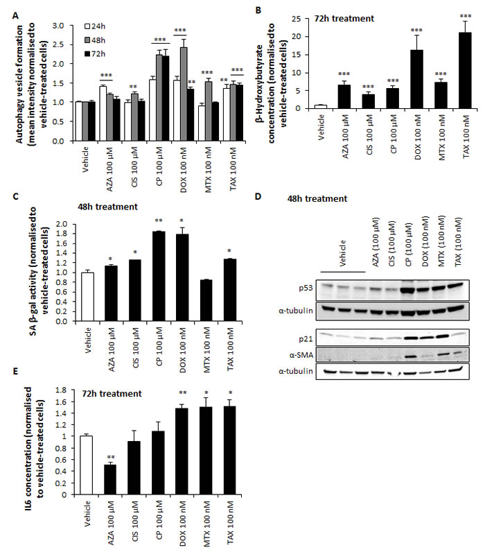 Chemotherapy induces autophagy, senescence, CAF transformation and IL6 secretion in hTERT-BJ1 fibroblasts.